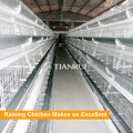 A Type Galvanized Automatic Chicken Layer Cage for Sale